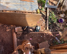 PCPR prende homem por maus-tratos a animal em Tibagi