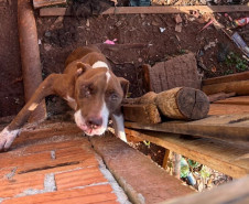 PCPR prende homem por maus-tratos a animal em Tibagi
