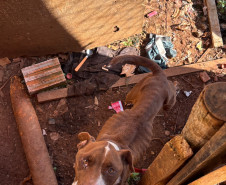 PCPR prende homem por maus-tratos a animal em Tibagi