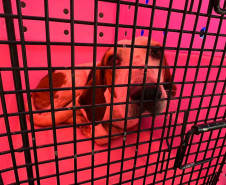 PCPR prende 23 suspeitos por caça de animais silvestres no Paraná, Santa Catarina e Mato Grosso