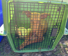 PCPR prende 23 suspeitos por caça de animais silvestres no Paraná, Santa Catarina e Mato Grosso