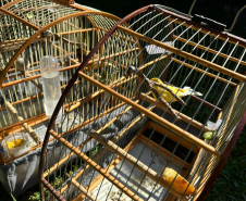 PCPR prende 23 suspeitos por caça de animais silvestres no Paraná, Santa Catarina e Mato Grosso