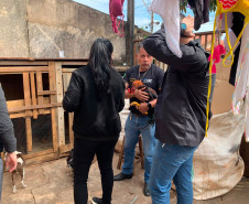 PCPR resgata galo utilizado em rinha em Cornélio Procópio