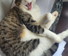 PCPR adota gatos que atuam como apoio emocional em Delegacia da Mulher em Araucária