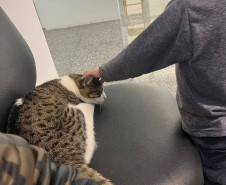 PCPR adota gatos que atuam como apoio emocional em Delegacia da Mulher em Araucária