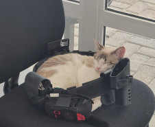 PCPR adota gatos que atuam como apoio emocional em Delegacia da Mulher em Araucária