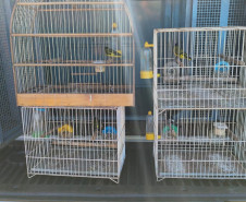 PCPR prende homem e apreende armas e aves silvestres durante ação em Cornélio Procópio