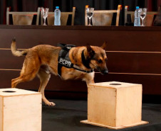 K9 Raio retorna a operações da PCPR após aposentadoria para tratamento contra câncer