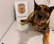K9 Raio retorna a operações da PCPR após aposentadoria para tratamento contra câncer