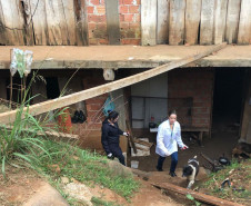 PCPR recupera cão em situação de maus-tratos no Pilarzinho