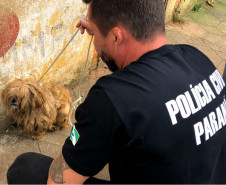 PCPR recupera cão em situação de maus-tratos no Pilarzinho