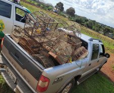 PCPR apreende 84 pássaros silvestres em cativeiro no Oeste do Estado