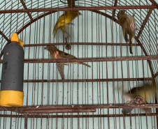 PCPR apreende 84 pássaros silvestres em cativeiro no Oeste do Estado