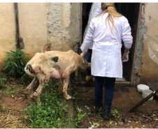 PCPR prende mulher por maus a cachorro no bairro Fazendinha
