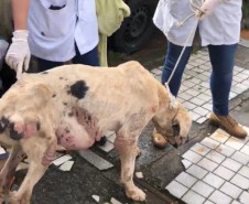 PCPR prende mulher por maus a cachorro no bairro Fazendinha