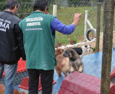PCPR prende suspeitos de manter um canil clandestino em Fazenda Rio Grande