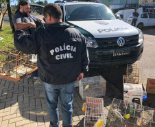 PCPR recupera 11 pássaros mantidos em cativeiro e prende homem por maus-tratos em Curitiba