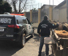 PCPR prende homem por maltratar cavalo em Curitiba