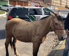 PCPR prende homem por maltratar cavalo em Curitiba
