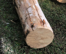 PCPR prende empresário por crime ambiental na RMC