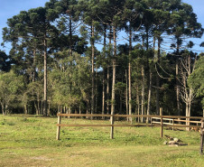 PCPR prende empresário por crime ambiental na RMC