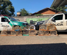 PCPR apreende 18 pássaros silvestres em Santa Terezinha do Itaipu