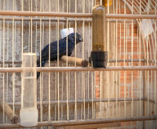 PCPR apreende 18 pássaros silvestres em Santa Terezinha do Itaipu