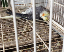 PCPR prende suspeito por maus-tratos de animais em Colombo