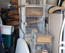 PCPR prende suspeito por maus-tratos de animais em Colombo