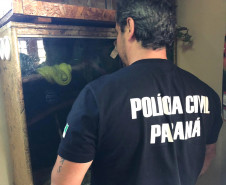 PCPR prende homem por manter répteis em situação ilegal em Quatro Barras
