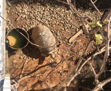 PCPR prende suspeita de manter três animais silvestres em situação de maus tratos