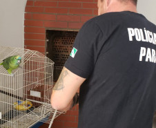 PCPR realiza ações de combate ao crime ambiental e prende quatro pessoas em ações diversas