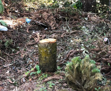 PCPR realiza ações de combate ao crime ambiental e prende quatro pessoas em ações diversas
