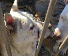 PCPR prende suspeito de manter cães em extremas situações de maus-tratos