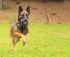 PCPR lança concurso para adoção da cadela policial Shiva.