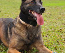 PCPR lança concurso para adoção da cadela policial Shiva.