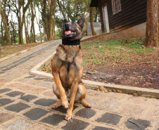 PCPR lança concurso para adoção da cadela policial Shiva.
