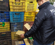 PCPR apreende mais de meia tonelada de maconha em Foz do Iguaçu