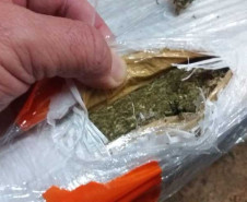 PCPR apreende cerca de 7,7 toneladas de maconha em quatro dias
