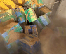 PCPR apreende cerca de 7,7 toneladas de maconha em quatro dias