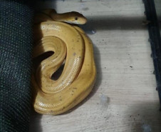 PCPR prende suspeito de manter de forma ilegal animais silvestres em Colombo