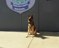 PCPR vistoria Presídio Federal de Catanduvas em apoio ao Depen Nacional