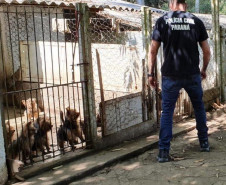 PCPR fecha canil clandestino e resgata 46 cães de raça em Curitiba