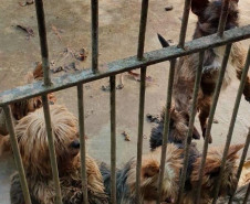 PCPR fecha canil clandestino e resgata 46 cães de raça em Curitiba