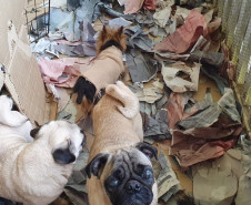 PCPR fecha canil clandestino e resgata 46 cães de raça em Curitiba