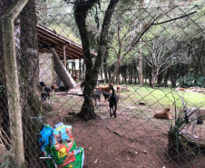 PCPR fecha canil clandestino e resgata 46 cães de raça em Curitiba