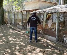 PCPR fecha canil clandestino e resgata 46 cães de raça em Curitiba