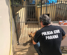 PCPR autua proprietário de canil com 82 cães em situação de maus tratos na RMC