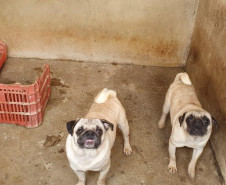 PCPR autua proprietário de canil com 82 cães em situação de maus tratos na RMC