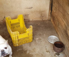 PCPR autua proprietário de canil com 82 cães em situação de maus tratos na RMC